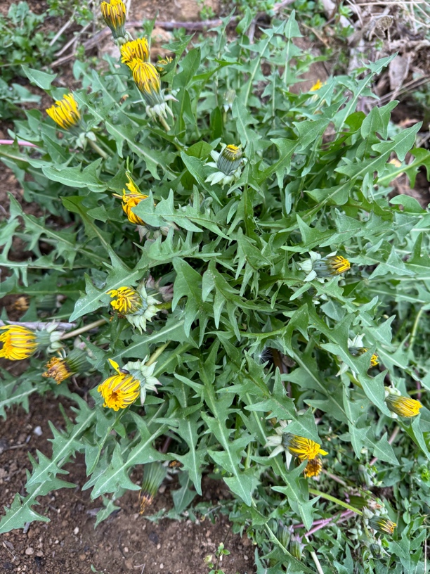 高师傅现挖野生蒲公英，车前草，夏枯草，紫花地丁