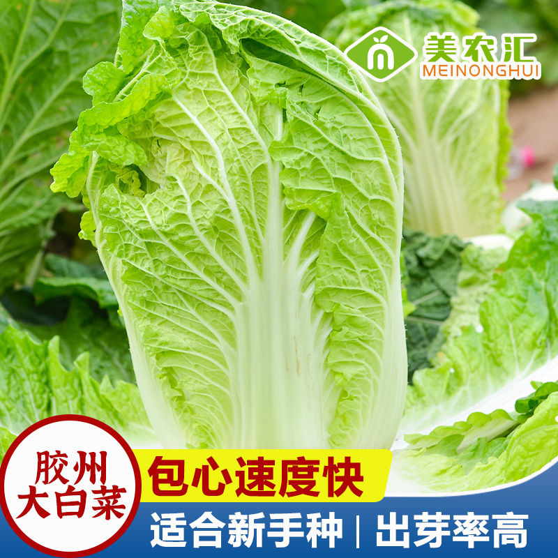 胶州大白菜种子冬储早熟高产四季播种室外大面积种植耐寒蔬菜种子