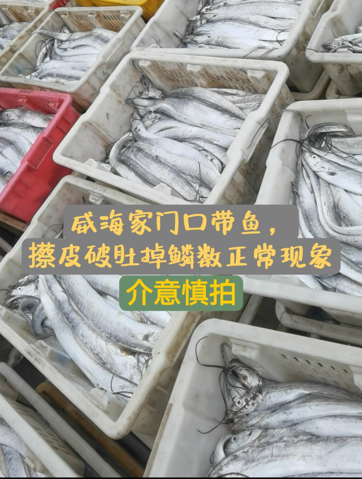 山东威海本地油带鱼4斤（8-10条）顺丰包邮