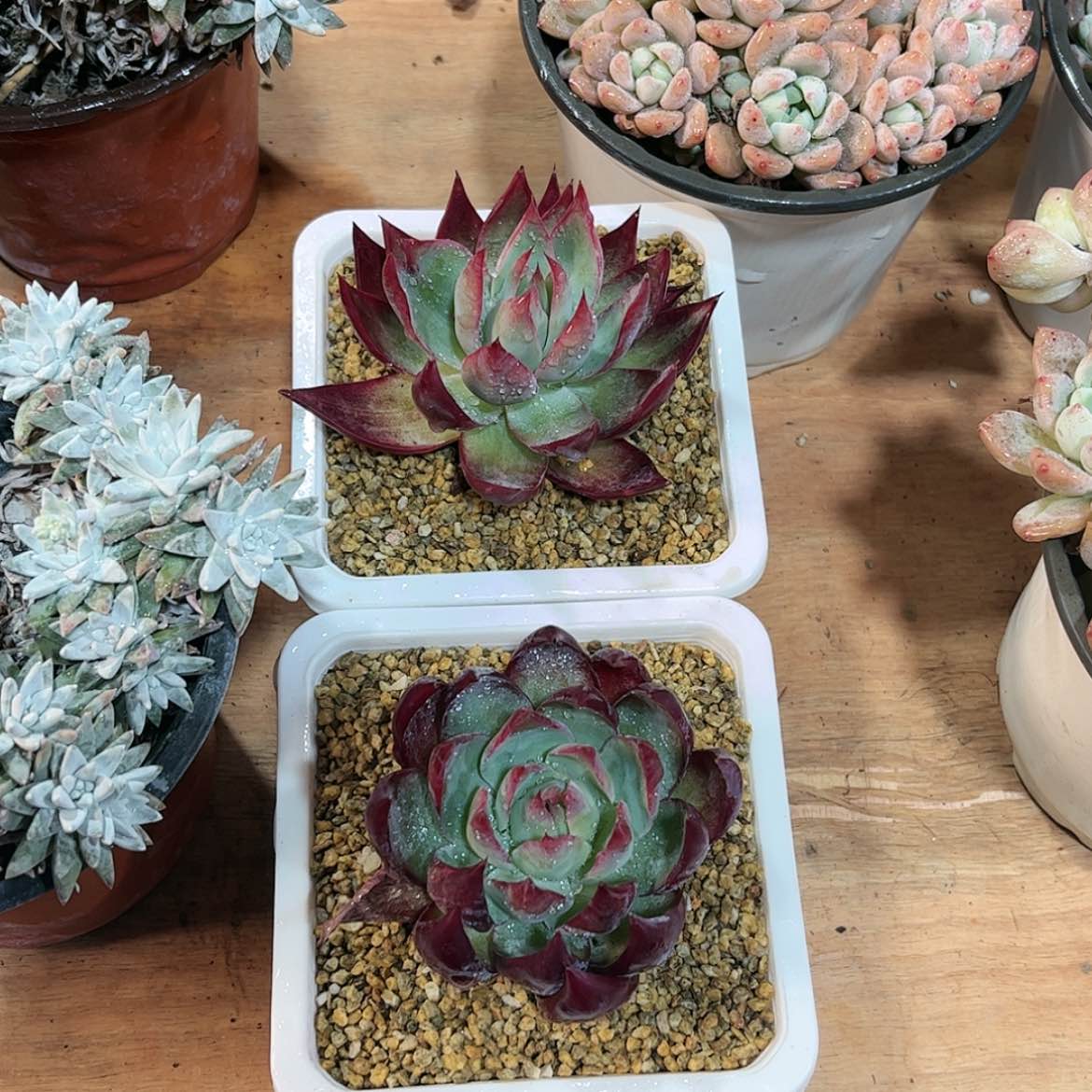 【闪购商品】快****蕾俩惊鸿