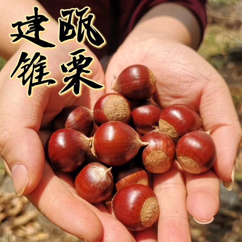 【建瓯锥栗】福建高山圆栗子蒸熟粉糯香甜产地现摘现发顺丰包邮