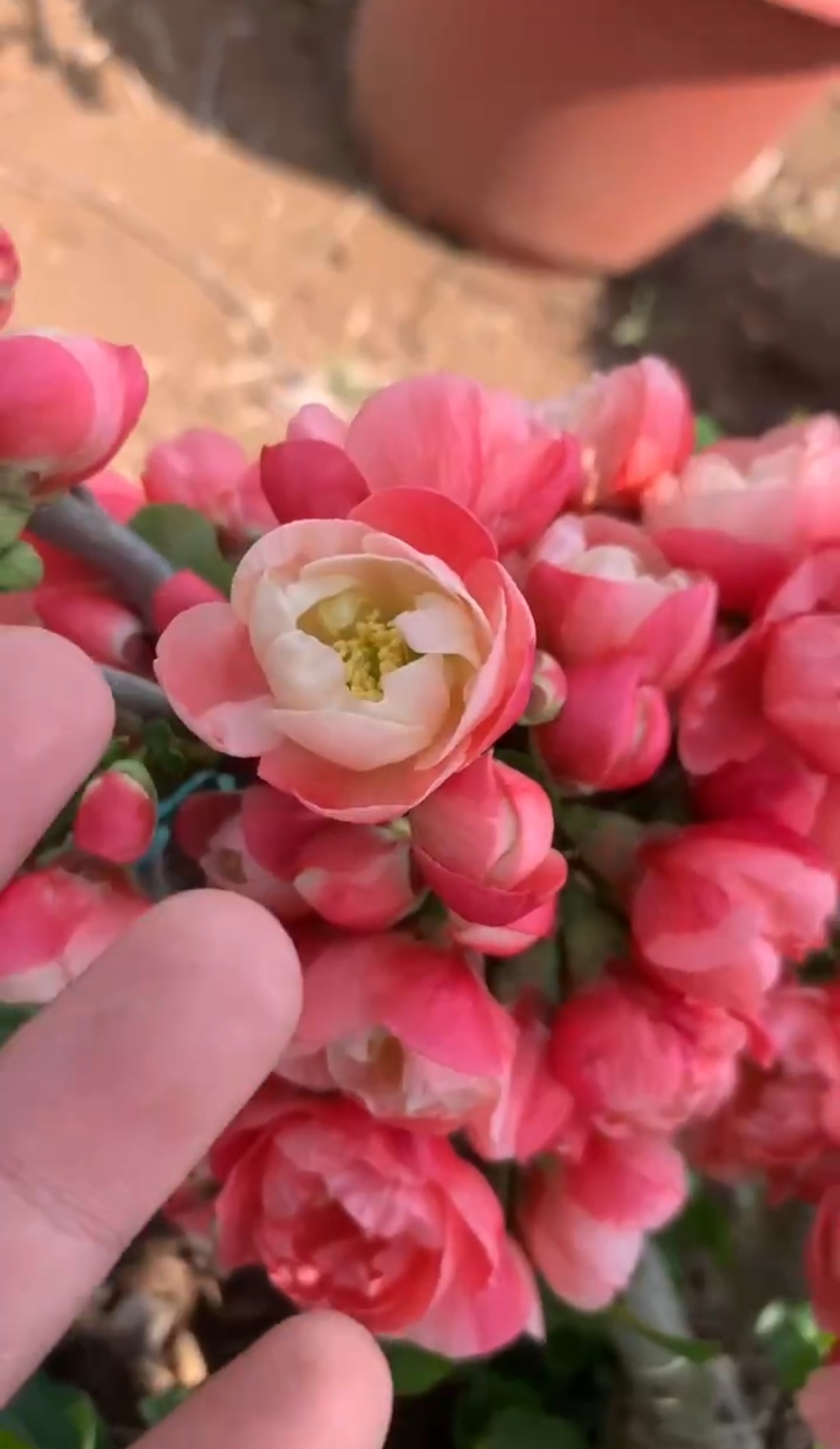 原生雪之辉两年苗