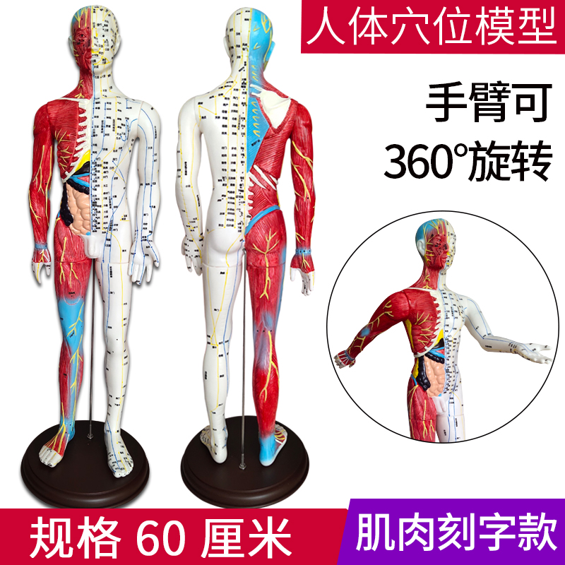 中医针灸穴位人体模型教学练习男女全身十二经络模型小皮人半肌肉