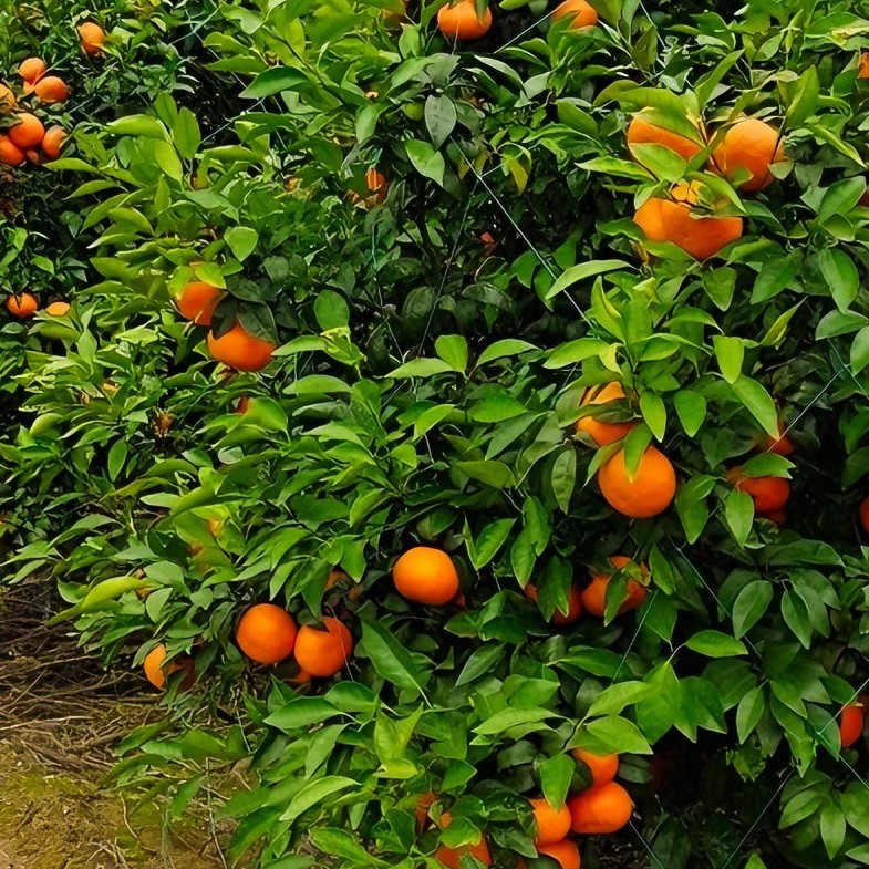 广西武鸣沃柑 自家果园 新鲜采摘 现摘现发净重9斤装丑皮小果沃柑