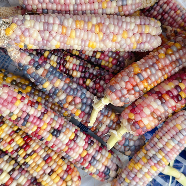 七彩宝石文玩玉米种子毛料颜色随机一根迷你玉米毛料需要自己做