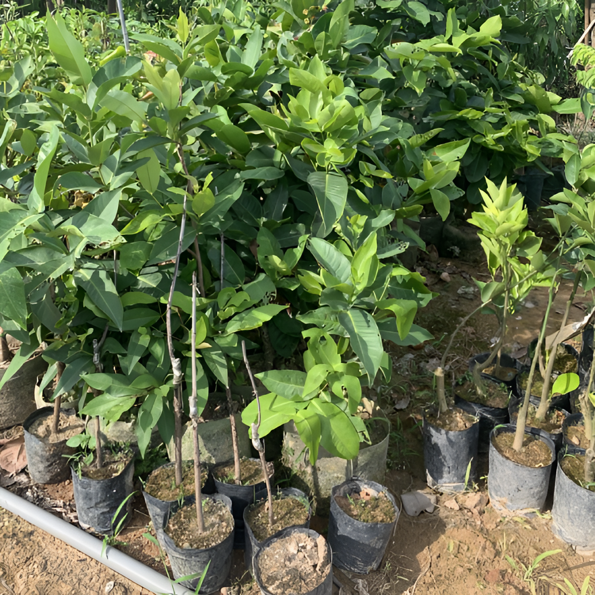 果苗哥基地果树苗种植成活容器苗一物一拍链接带土球发货请勿乱拍