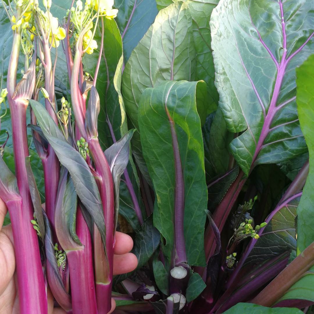 川塔万紫千红 小叶靓红红菜苔种子紫皮多汁 多次采收 基地种植