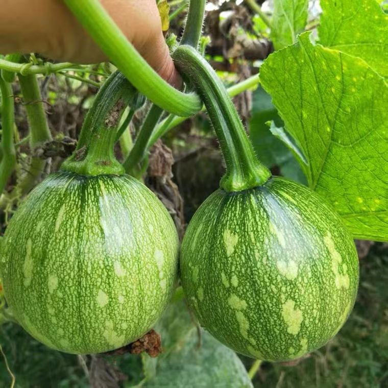 川塔嫩帅 一串玲 南瓜种子  极早熟  连续挂果   果肉细嫩  