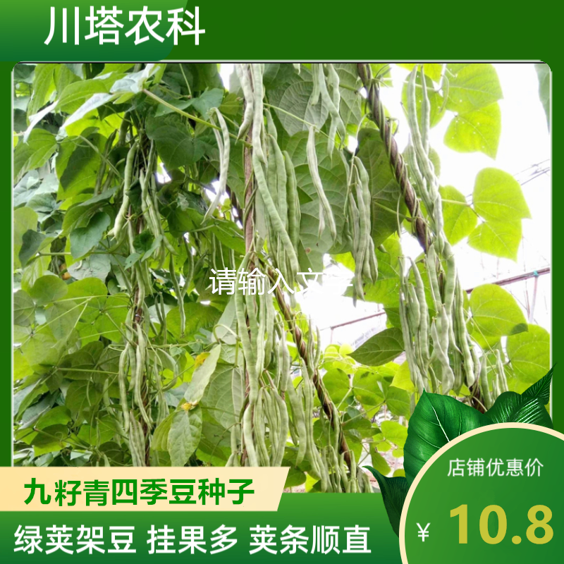 川塔四季豆  挂满架 紫红无筋四季豆 挂果多 荚条顺直  产量高