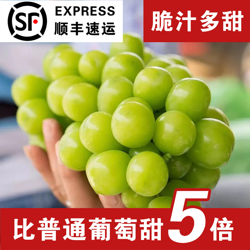 【顺丰包邮带箱5斤】阳光玫瑰果王PLUS青提纯甜现摘现发商超品质