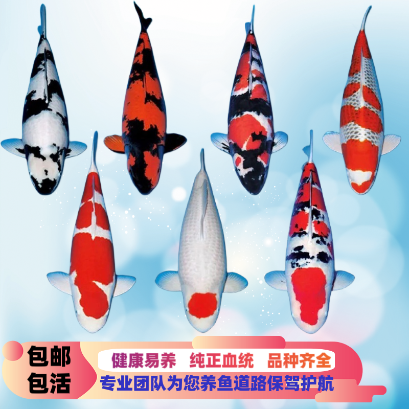 【直播专属】进口锦鲤逸品鲤兼高阶御三家（红白大正昭和）