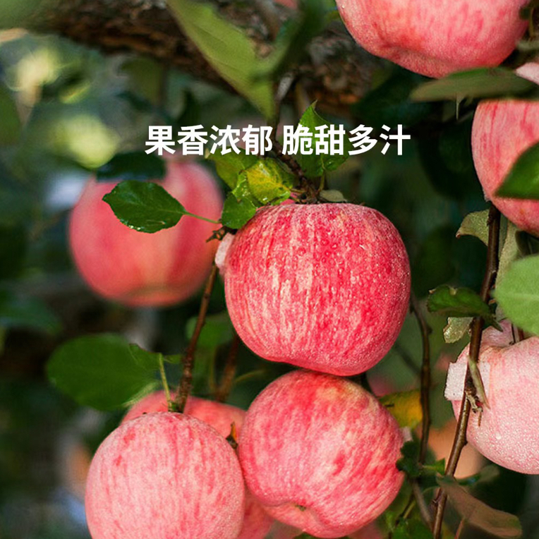 陕西冰糖心苹果500g/份（3个）