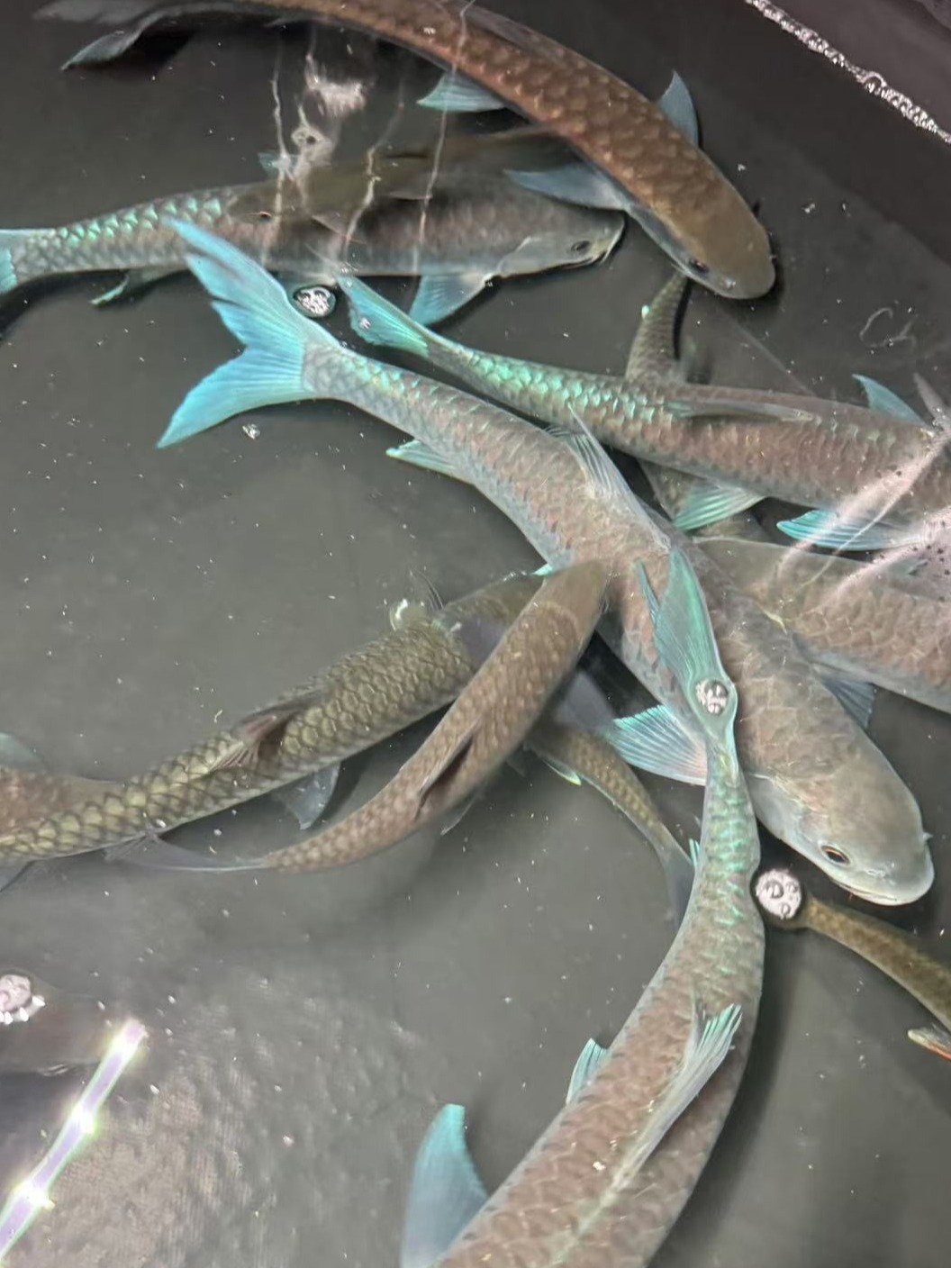 异口蓝吉罗观赏鱼清水河流域冷水鱼淡水鱼