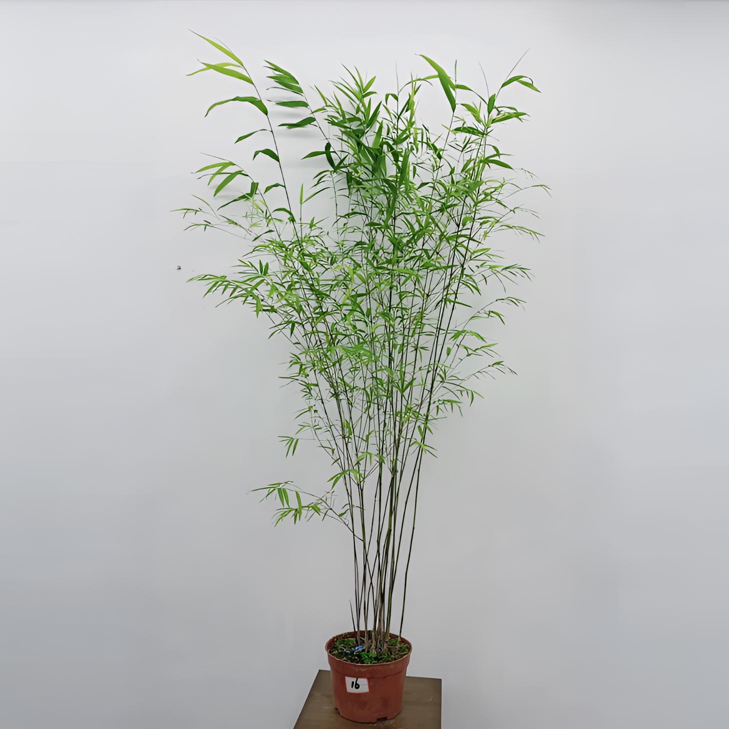 精品内门竹高货盆栽售卖龙血树