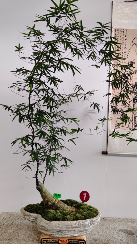 精品小叶簕竹罗汉竹绿植金枝玉叶盆栽售卖一物一拍罗汉松室内