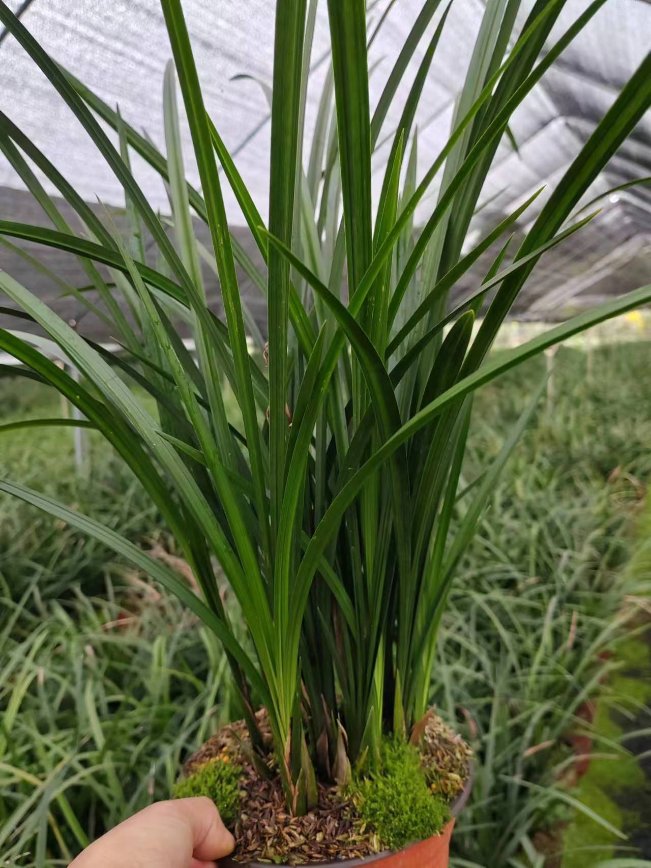 优惠福利活动～四川春剑