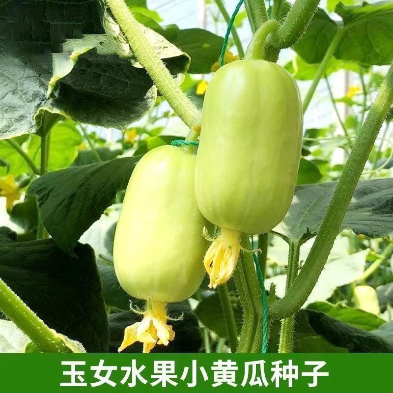 玉女水果甜脆种子脆甜拇指小甜脆种籽四季秋阳台盆栽易种蔬菜种孑商品图