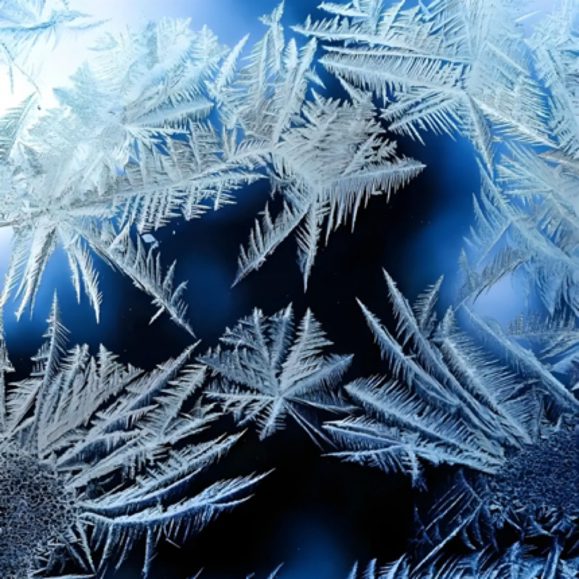 【鲜花保温棉专拍链接】0°以下请记得拍保温棉，-10°以下不拍鲜花。