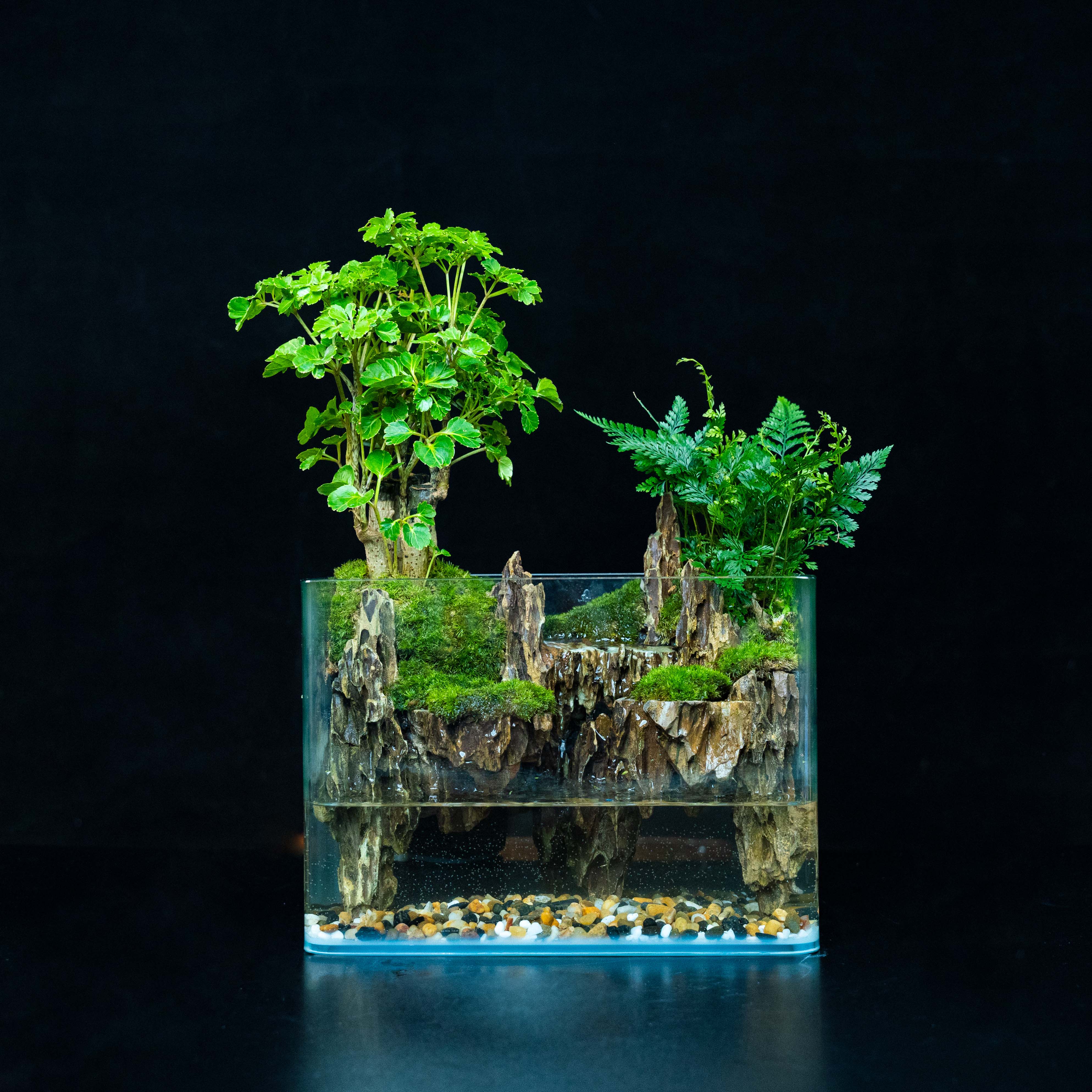 【绿植专属】福禄—内置循环流水福禄桐绿植造景成品25*16*18