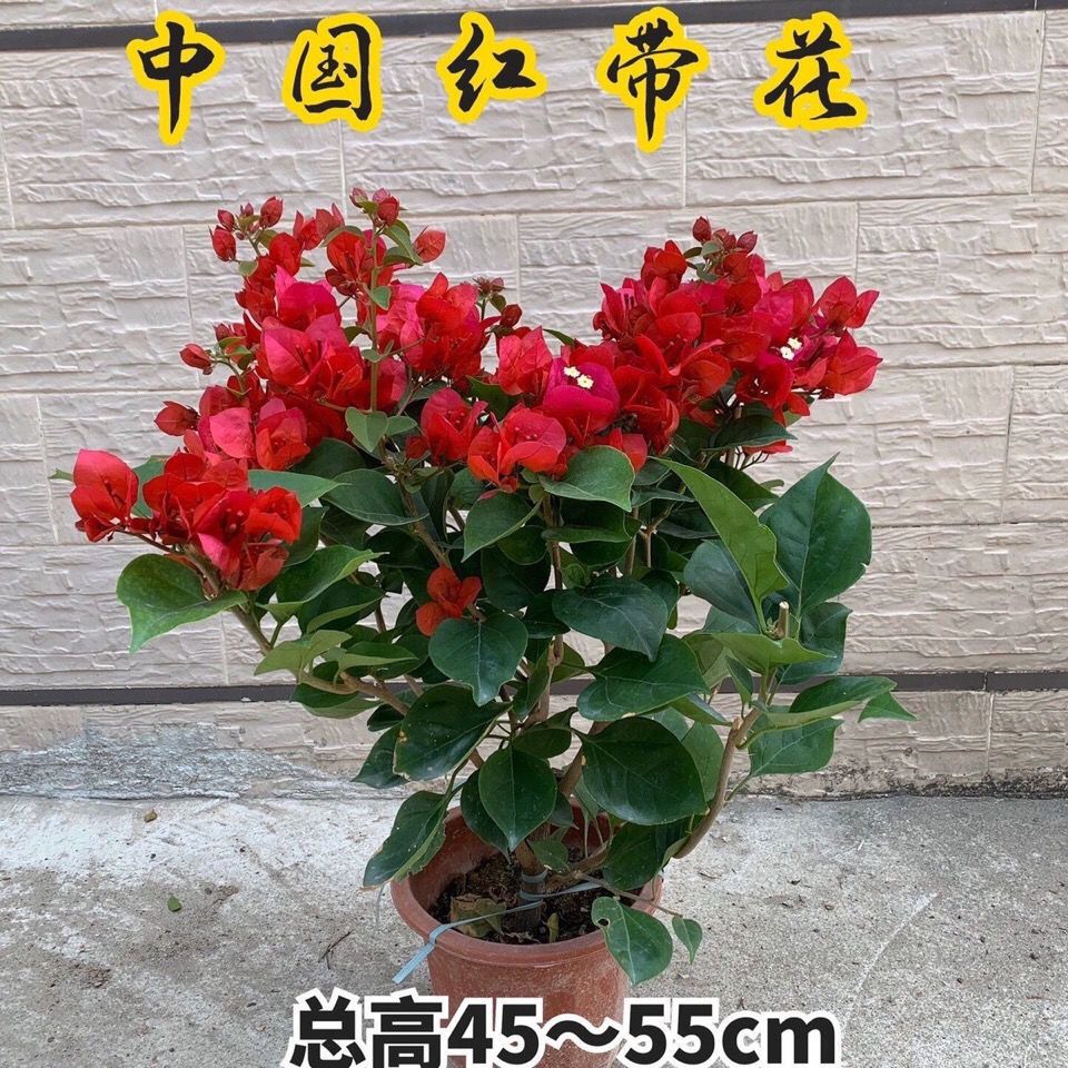 中国红四季红三角梅盆栽大苗带花老桩爬藤植物花卉四季开