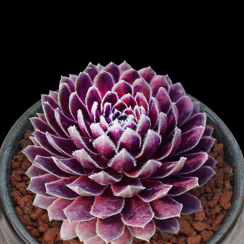 精品紫牡丹单头带盆一盆多肉植物