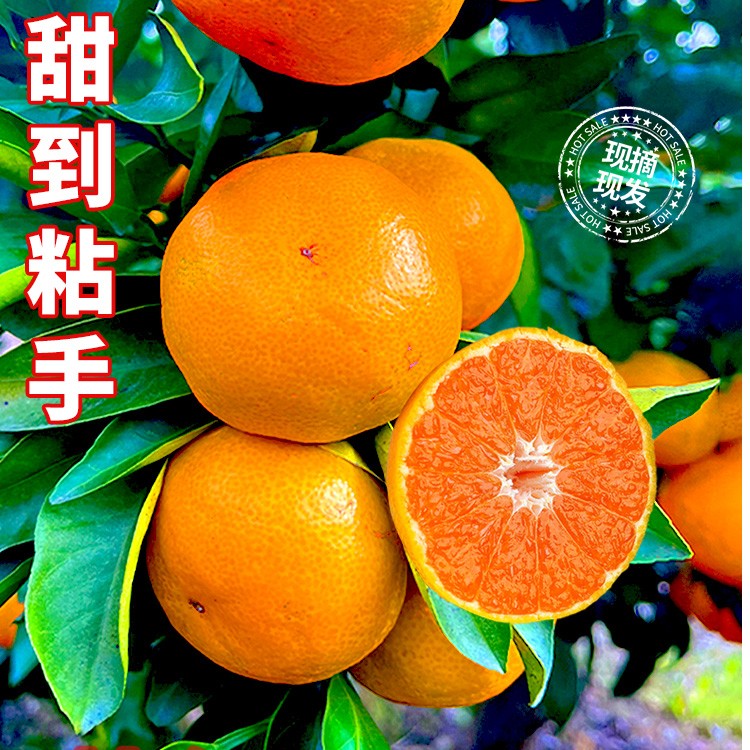 临海正宗涌泉蜜橘无核新鲜橘子现摘当季水果10斤