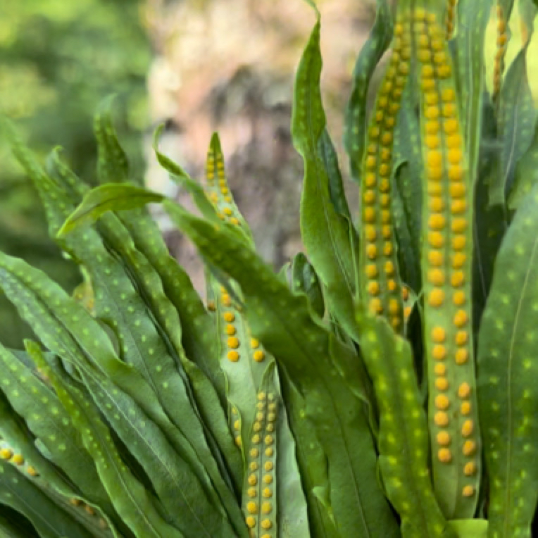长白山 深山采摘 黄金茶