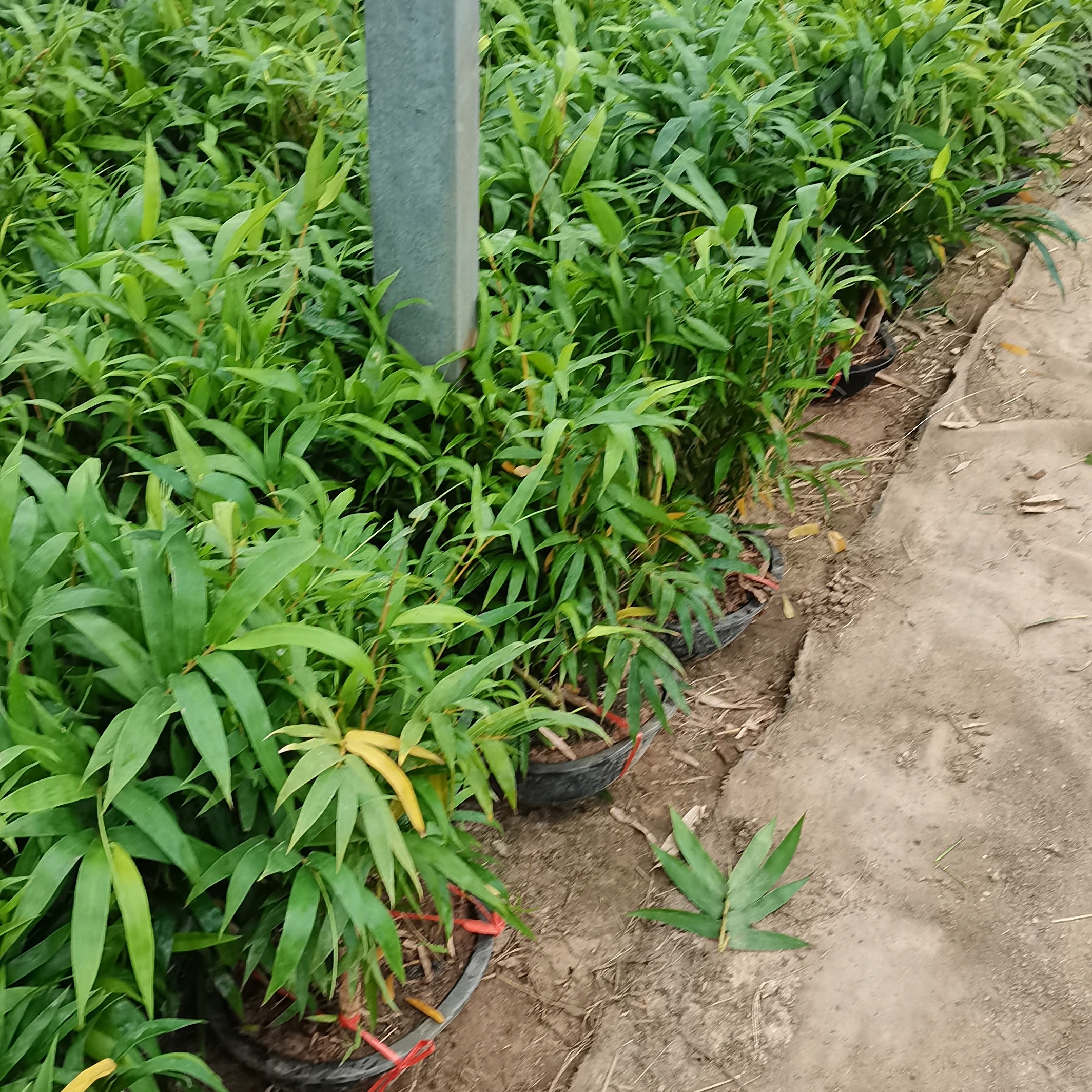 佛肚竹直播间拍货