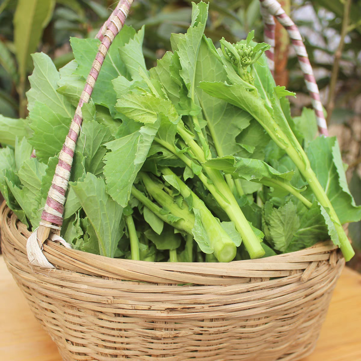 广西桂林新鲜绿色蔬菜嫩油菜花菜苔自种无农药时令蔬菜现摘菜心