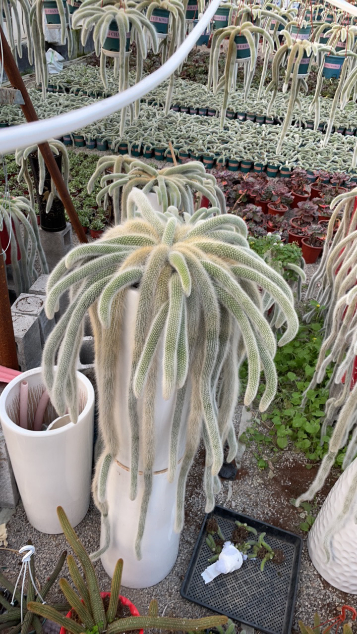 九尾狐多肉植物环保好养护