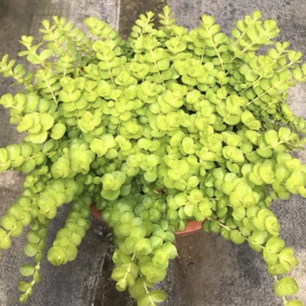 过路黄黄金串2盆起卖地被花园花境植物