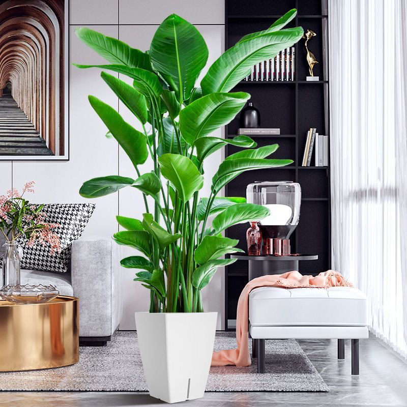 网红天堂鸟大绿植大型室内绿植盆栽植物北欧客厅办公室鹤望兰绿植