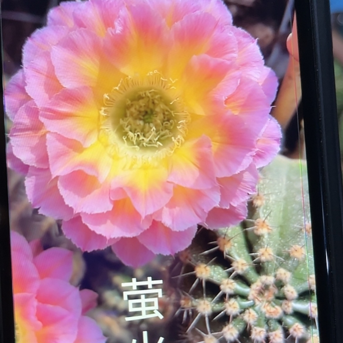 【闪购商品】萤火虫