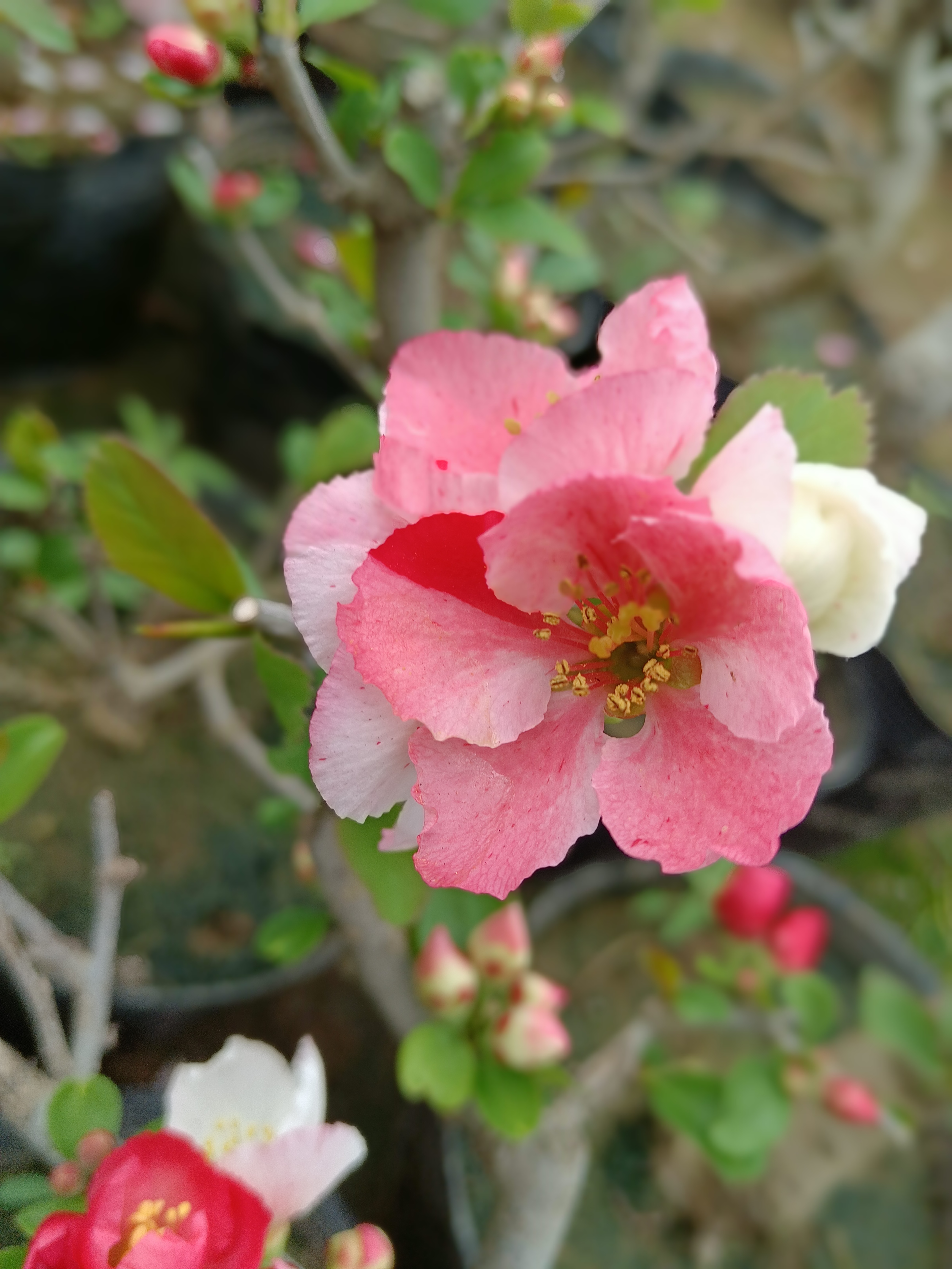 长寿冠海棠、木瓜西府、绿宝石、大花彩玉、东洋锦、梦绘卷等白色春季