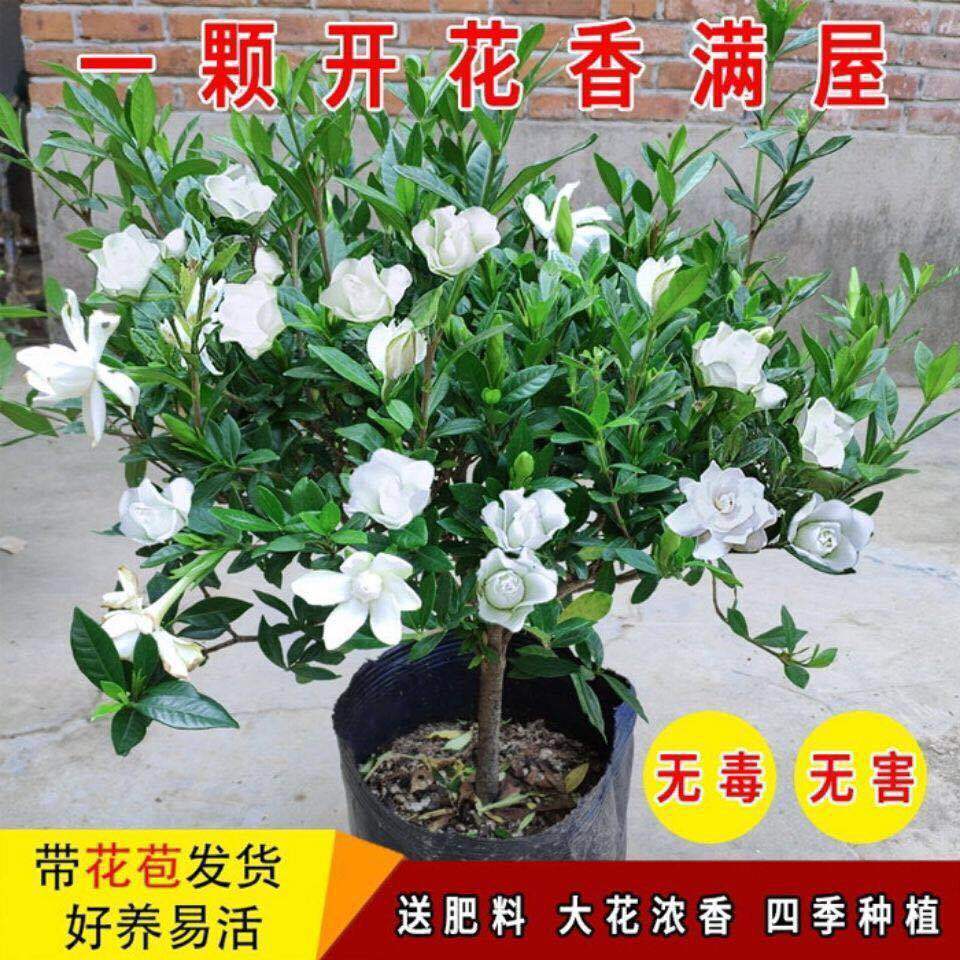 独杆小叶栀子花棒棒糖带花苞浓香型