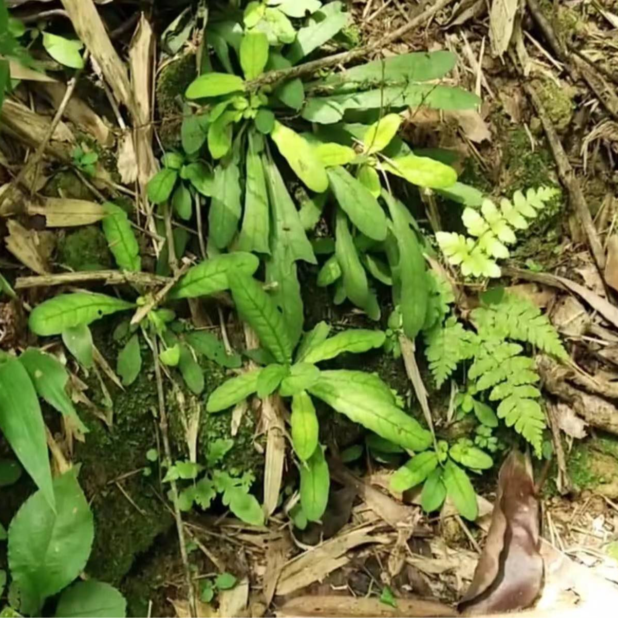 【肥妹妹甄选】农村自挖自然晒干白背地胆头煲汤