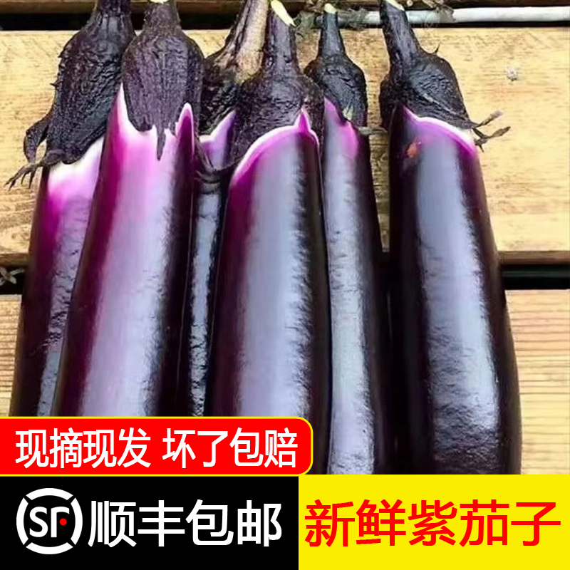 东北紫库茄子特产长线茄子鲜嫩新鲜现摘现发农产品3/5斤包邮