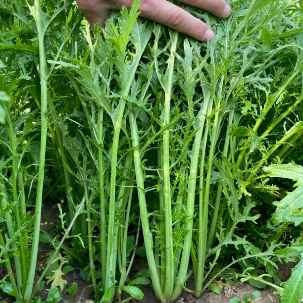 雪里蕻雪里红雪菜湖北露天时令蔬菜农家自种批发青菜5斤包邮