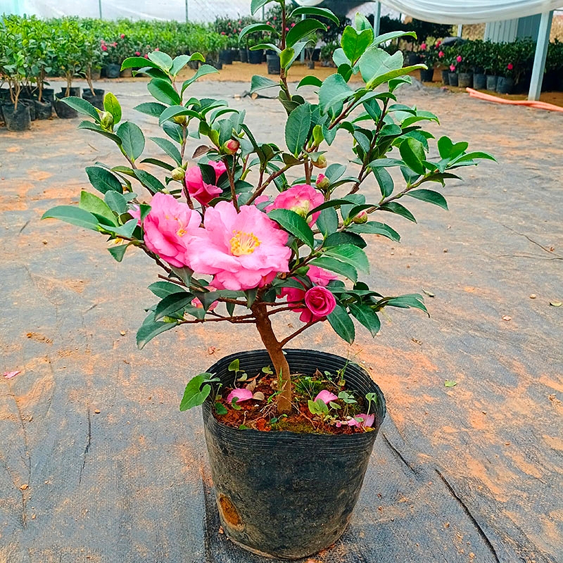 茶梅花苗盆栽四季花卉红茶梅球带花苞小玫瑰四季长青老桩耐寒植物