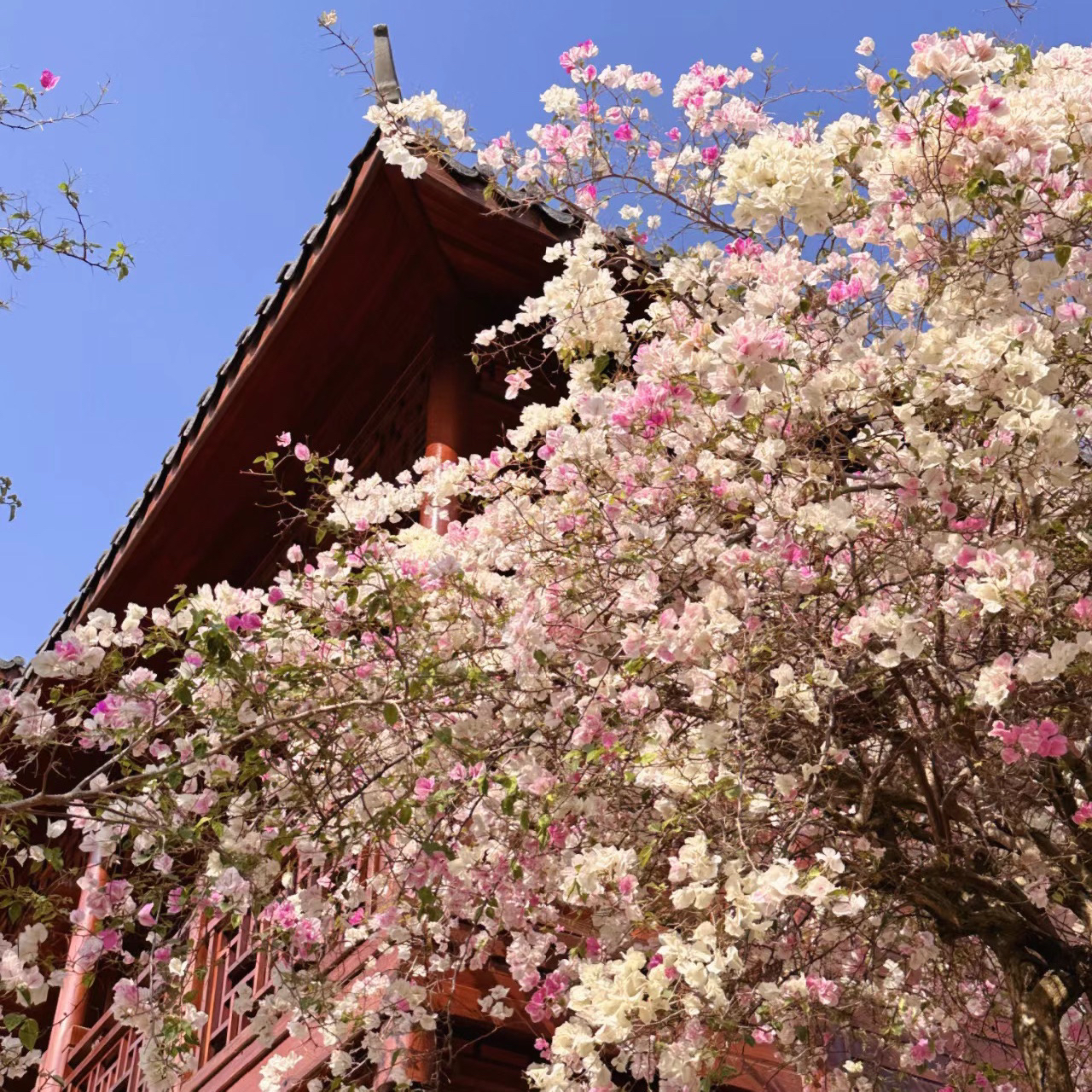 三角梅一物一拍花卉绿植