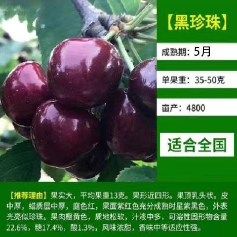 智利车厘子巴西樱桃黑珍珠黑玫瑰樱桃大果耐寒庭院南方北方种植
