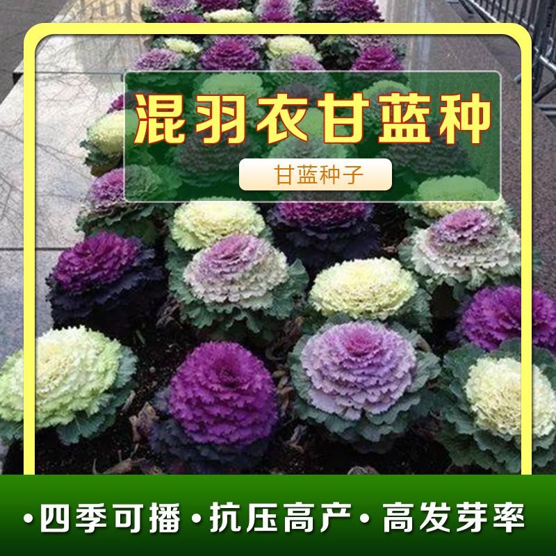 【羽衣甘蓝种子】多年耐寒食用观赏型紫色蔬菜苗阳台盆栽四季种植种