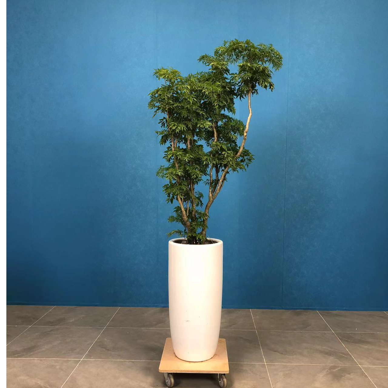 福禄树老桩造型大型室内绿植福禄寿客厅吸除甲醛绿植好养耐干旱