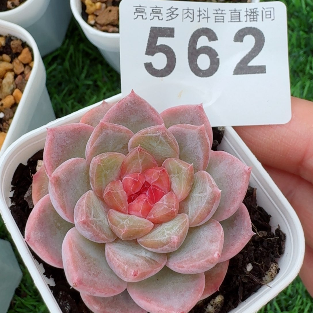 软糖         精品多肉
