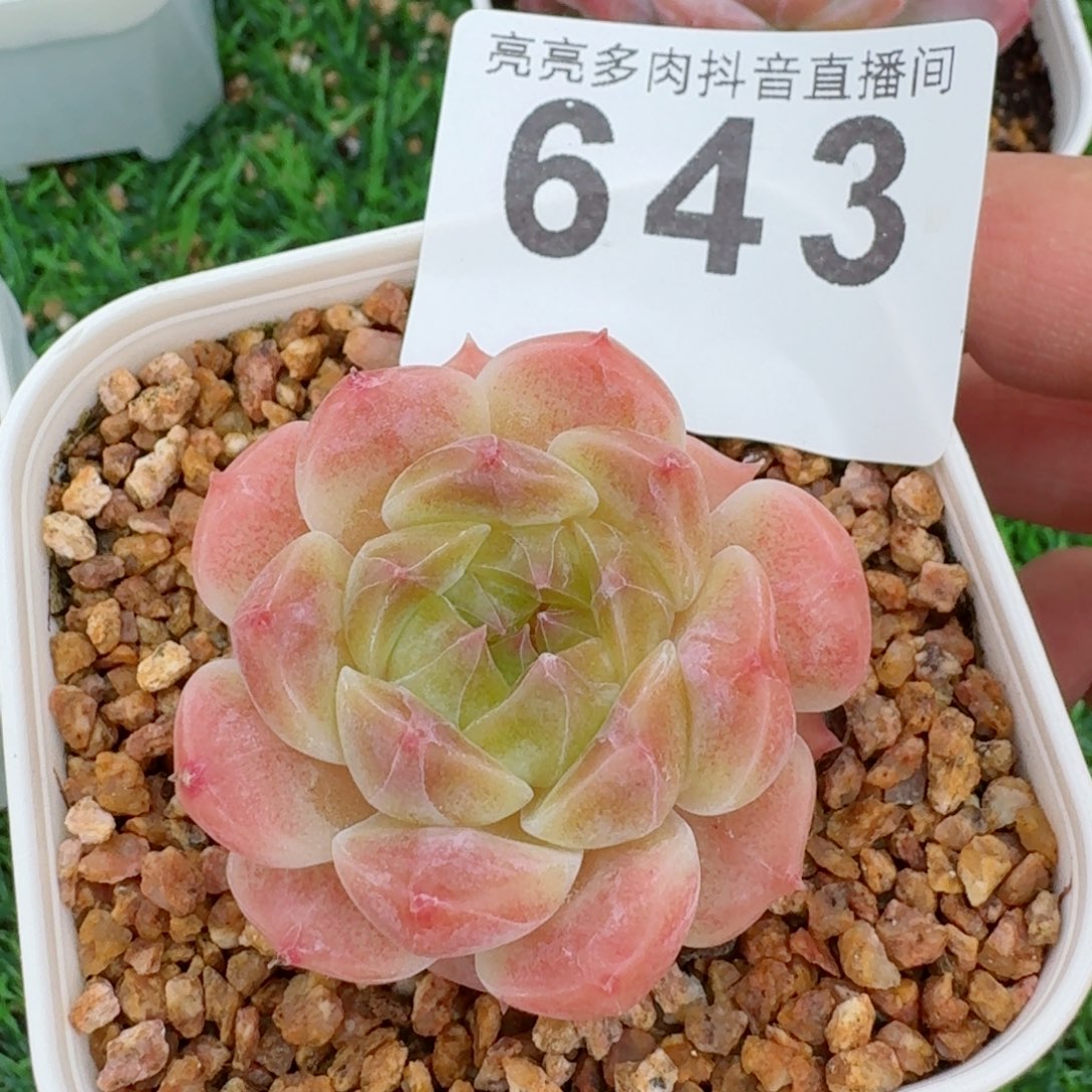 糖****?西瓜冰魄         精品多肉