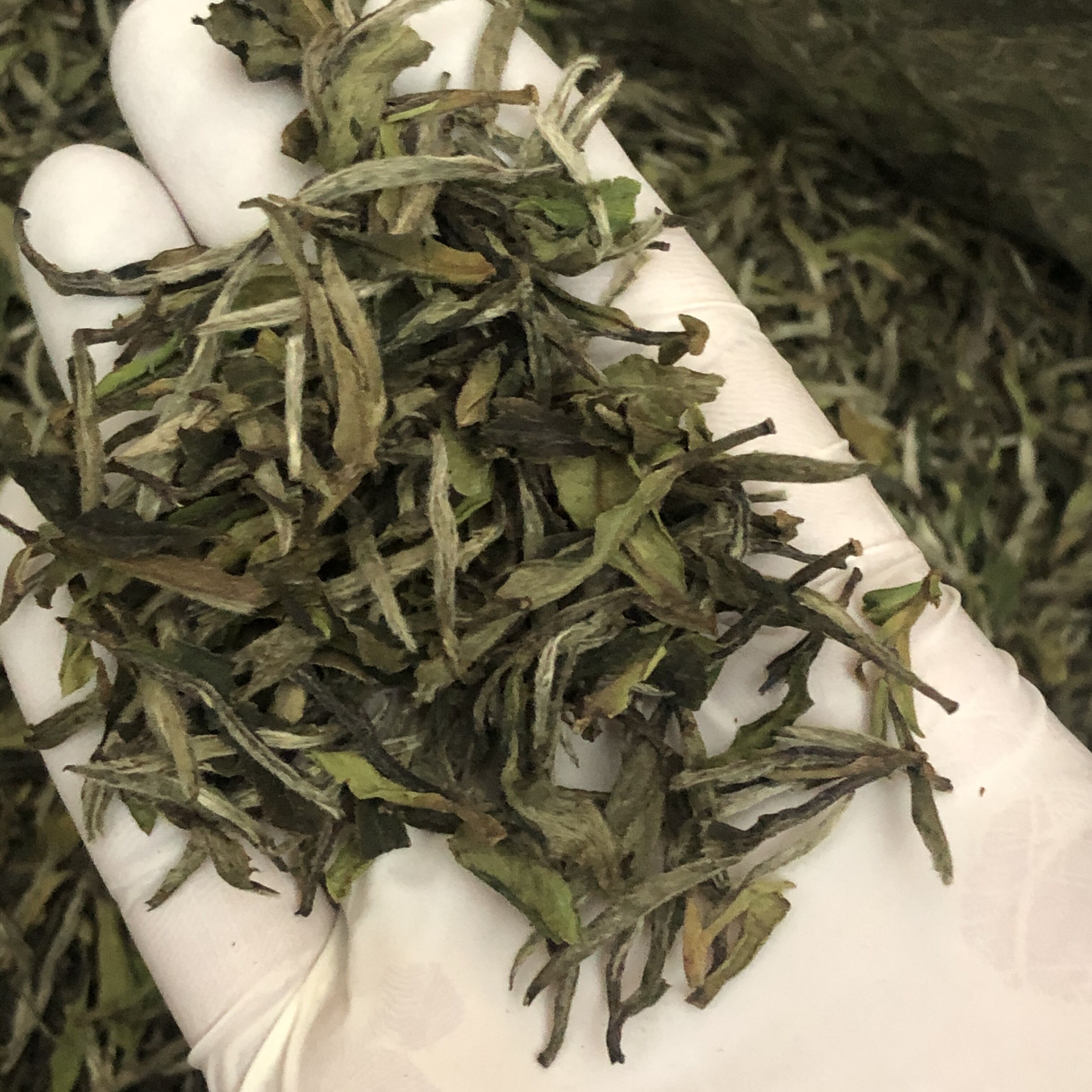 转化明显2022年大白牡丹王散茶花蜜香白牡丹茶