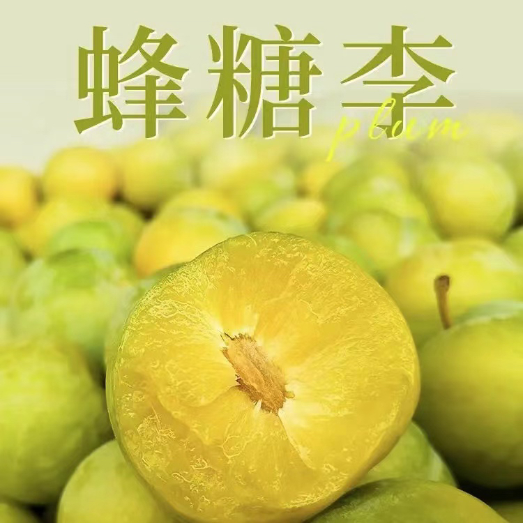 蜂糖李子树苗果苗可盆栽地栽