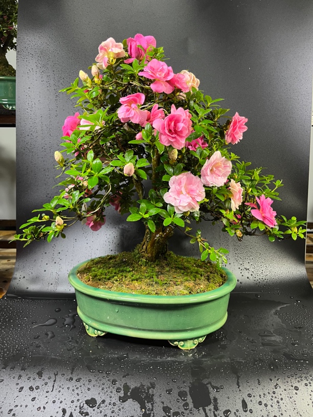 皋月杜鹃绢之舞，直播间截图为准，一物一拍