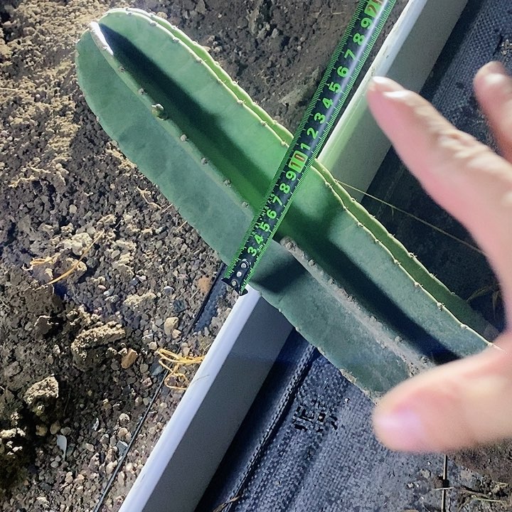43公分量天尺脱土发货有微瑕