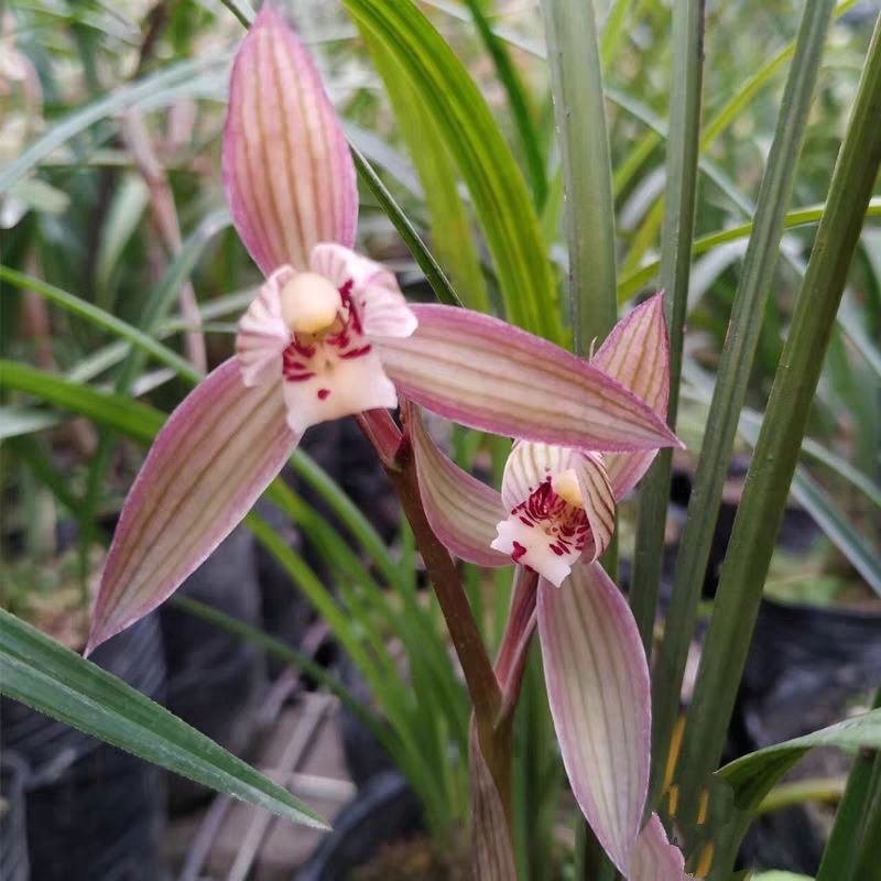 2苗连体春剑兰花自然养植客厅好不挑土室内香防辐射高档绿植花卉